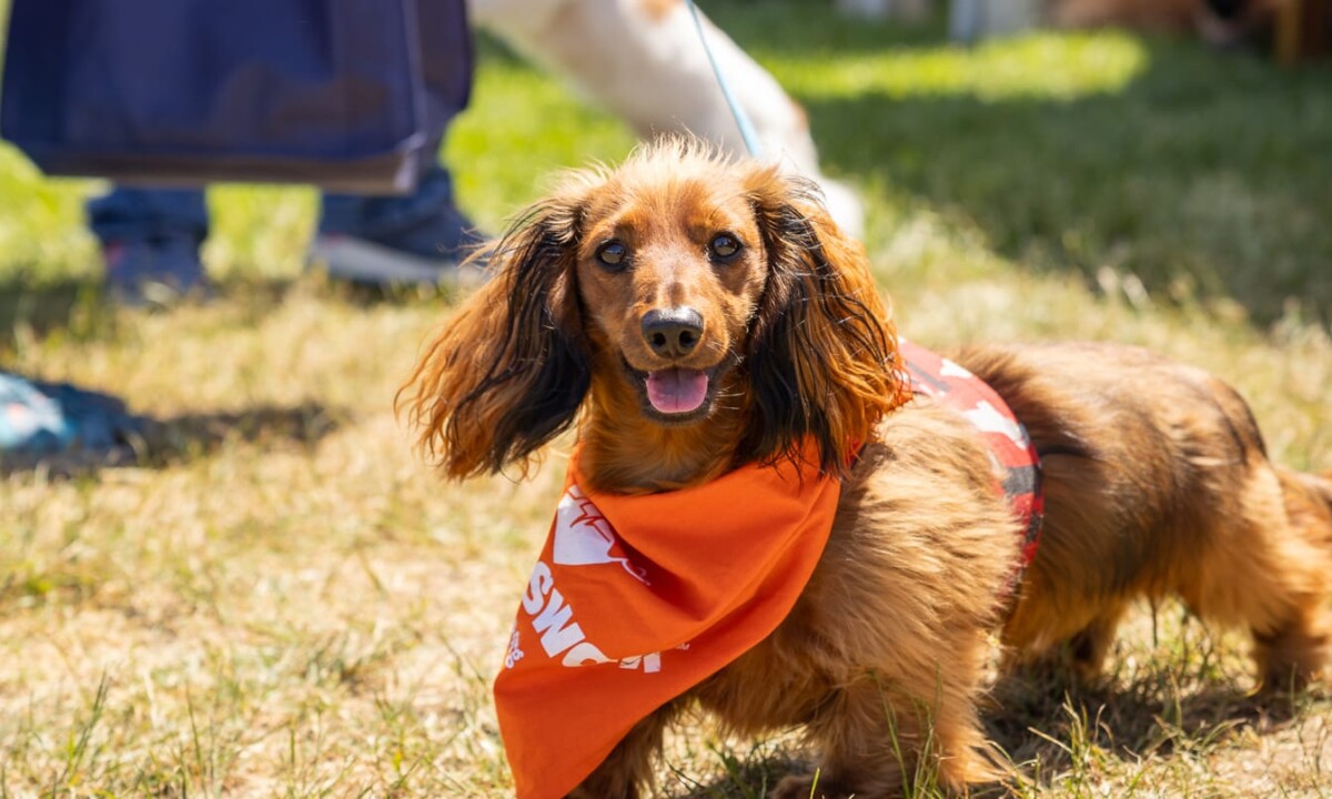PAWSwalk: A Walk-From-Anywhere Challenge