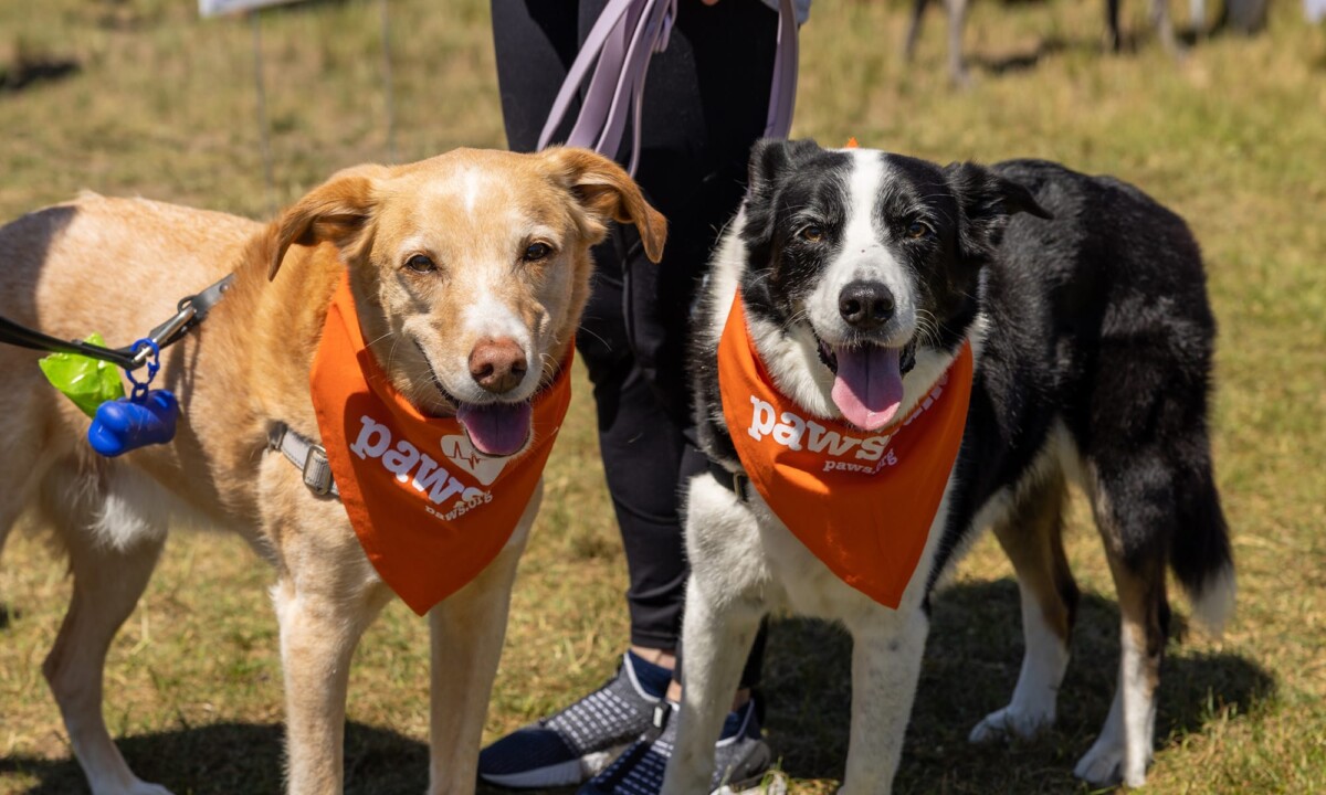Flyball, Freebies & Furry Friends: Don’t Miss the PAWSwalk Kickoff Festival!